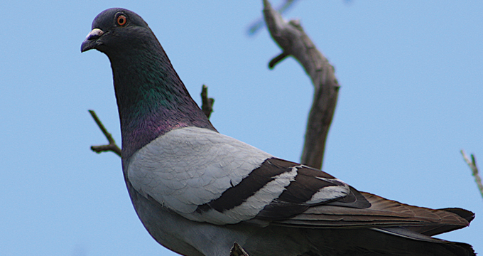 Lahore Pigeon
